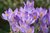 5000  Crocus tommasianus. Barr´s Purple Ideal für die Bienenweide, Elfenkrokus- Originalgebinde -