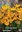 5000 gelbe Krokusse, Crocus Chrysanthus Dorothy Gr. 5/7 - Originalgebinde - 1 Kiste -