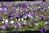 5000 Blumenzwiebeln Krokus Mix blau-lila-weiß - ideal für die Wiese - Originalgebinde - 1 Kiste -