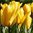 100 Blumenzwiebeln gelbe Fosteriana-Tulpen 'Candela', Pflanzgut Gr. 9/11