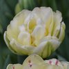 100 gefüllte duftende Tulpen "Verona"  Gr. 9/11