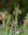 1000 Fuchstrauben Fritillarien) Fritillaria Uva vulpis Gr.7/8