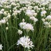 Allium Graceful Beauty, Zierlauch- Originalgebinde-1000 Blumenzwiebeln