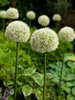Allium 'White Giant', Zierlauch/Großkugellauch Gr. 24+ (1 Stück)