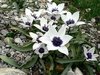 Wildtulpe 'Humilis Alba Coerulea Oculata' weiß-blau, Gr. 5/6, 10 Blumenzwiebeln