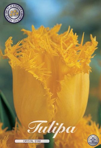 100 dunkelgelbe gefranste Tulpen "Crystal Star" Gr. 10/11