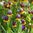 Türkische Schachbrettblumen Fritillaria Michailovskyi 100 Blumenzwiebeln