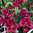 Rote Baumlilie Borrello (OT-Hybride) sehr große Knollen in Größe 24+ (1, 4, 10 Stück)