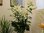 Weiße Baumlilie Signum (OT-Hybride) sehr große Knollen in Größe 24+ (1, 4, 10 Stück)