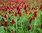 200g Inkarnatklee (Rosenklee) Trifolium incarnatum Saatgut + 30 Pflanztöpfe (9cm)
