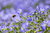 200g Öllein / Flachs (Linum usitatissimum) Saatgut für die Bienenweide +30 Pflanztöpfe (9cm)