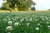 200g Weißklee (Trifolium repens) Saatgut für die Bienenweide + 30 Pflanztöpfe (9cm)