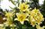 Baumlilien Mix (Oriental-Trumpets Hybriden) 6 versch. Sorten, große Knollen in Gr. 24+