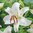 Baumlilien Mix (Oriental-Trumpets Hybriden) 4 versch. Sorten, große Knollen in Gr. 24+