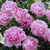 Gefüllte rosa Pfingstrose  / Päonie "Sarah Bernhardt" (1 großer Wurzelstock mit vielen Trieben)