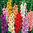 Gladiolen Mischung (25 Blumenzwiebeln)