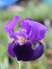 Iris "Germanica Joanna" /Schwertlilie Gr. I / violett