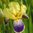 Iris "Germanica Nibelungen" /Schwertlilie Gr. I / gelb-violett