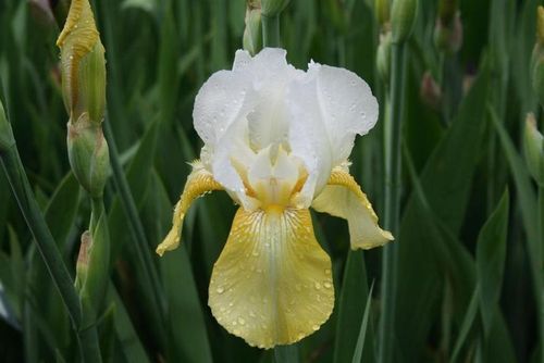 Iris "Germanica Pinnacle" /Schwertlilie Gr. I /  weiß mit gelb