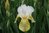 Iris "Germanica Pinnacle" /Schwertlilie Gr. I /  weiß mit gelb