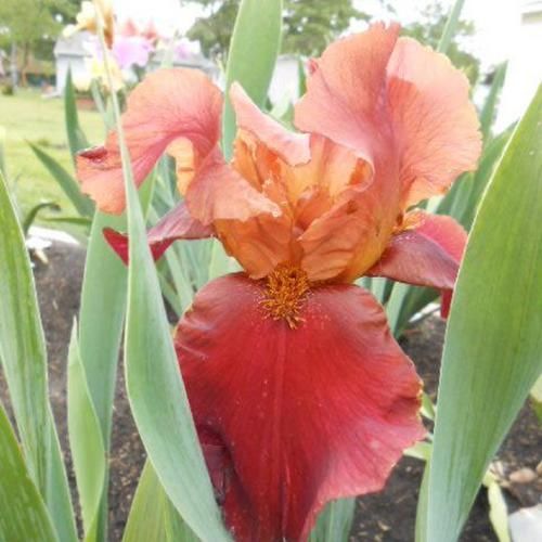 Iris "Germanica Red Chieftain" /Schwertlilie Gr. I / rot
