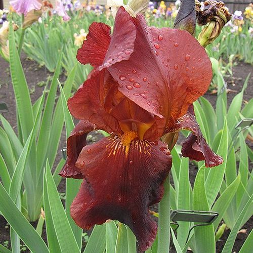 Iris "Germanica Ruby Mine" /Schwertlilie Gr. I / rotbraun