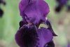Iris "Germanica Sable" /Schwertlilie Gr. I / dunkelviolett