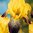 Iris "Germanica Buble Deelite" /Schwertlilie Gr. I / gelb