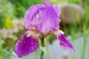 Iris "Germanica Imperator" /Schwertlilie Gr. I / hellviolett u. weiß