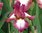 Iris "Germanica Crinoline" /Schwertlilie Gr. I / violettrot mit cremeweiß