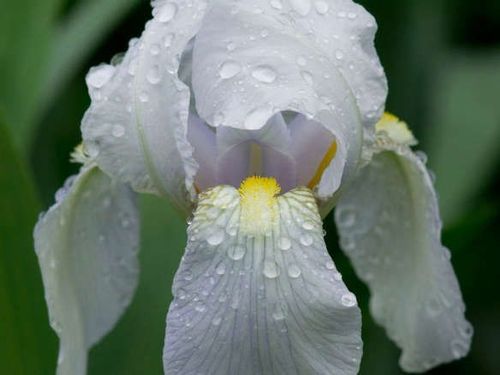 Iris "Germanica Florentina" /Schwertlilie Gr. I / weiß