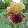 Iris "Germanica Hissy Fit" /Schwertlilie Gr. I