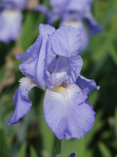 Iris "Germanica Jane Philips" /Schwertlilie Gr. I
