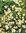 25 g Kamille (Matricaria chamomilla) Saatgut für die Bienenweide