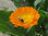 100g Ringelblume (Calendula officinalis) Saatgut für die Bienenweide