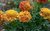 25 g Studentenblume (Tagetes erecta) Saatgut Bienenweide und Blumenbeet