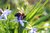 NEU als Set: Pollenschmaus-Saatgut für die Bienen- u. Insektenweide + 3 kleine Gartengeräte