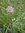 200g Rotklee (Trifolium pratense) Saatgut für die Bienenweide