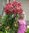 Vorgetriebene rosa Baumlilie Resolute (OT-Hybride) sehr große Knollen in Größe 24+ (1 oder 4 Stück)