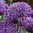 Mittelhoher violetter Zierlauch Allium ´Violet Beauty` (100/ 500 /1000 Blumenzwiebeln)