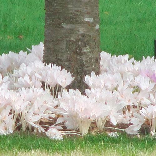 Gefüllte Weiße Herbstzeitlose Colchicum Alboplenum Album Gr. 14+ (Anzahl: 10 Stück)