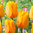 20 langstielige Tulpen 'Blushing Apeldoorn' (Darwin Hybride) Gr. 10/11