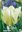 Fosteriana-Tulpen Exotic Emperor Gr. 10/11 Weiß-Grün (20 Stück)