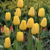 20 langstielige Tulpen "Golden Apeldoorn"  ( Darwin Hybride) Gr. 10/11