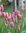 20 zartrosa Triumph-Tulpen "Mistress" Gr. 10/11