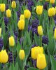 20 langstielige Tulpen Novi Sun  (Darwin Hybride) Gr. 10/11