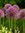 Mittelhoher rosavioletter Zierlauch Allium 'Jackpot', Zierlauch Gr. 12+, 50 Stück