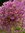 50 Blumenzwiebeln: Mittelhoher rosavioletter Zierlauch Allium 'Jackpot', Zierlauch Gr. 14+