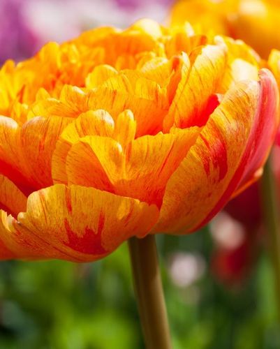 20 Tulpen Blumenzwiebeln, gefüllte Tulpe "Sun Lover"  Gr. 10/11 Farbwechsel!
