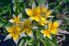 Botanische Tulpen Tarda Gr. 7/8 Weiss mit Gelb (20 Stück) verwildert gut
